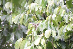 Rhipidura nigritorquis