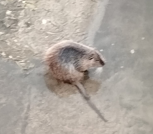 Coypu