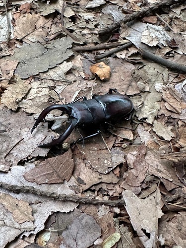 Prosopocoilus inclinatus inclinatus