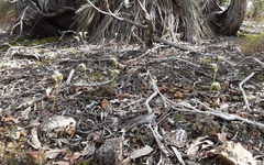 Pterostylis ampliata