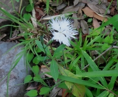 (c) mami_t_t, some rights reserved (CC BY) Dianthus longicalyx, photograph (c) mami_t_t, some rights reserved (CC BY)