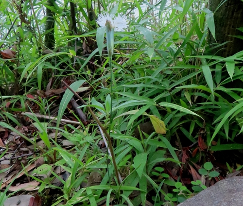 Dianthus longicalyx, photograph 4