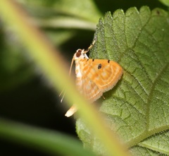 Notarcha aurolinealis