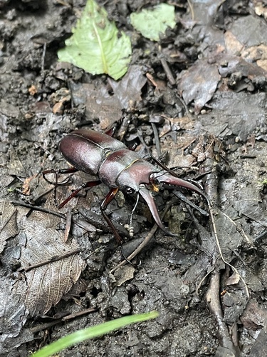 Japanese Stag Beetle