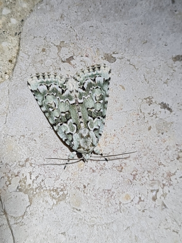 Marbled Green