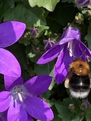 Bombus hypnorum