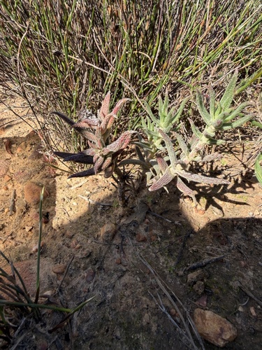 Crassula scabra