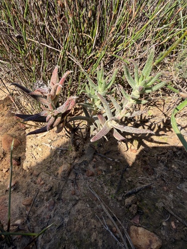 Crassula scabra