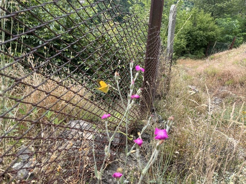 Rose campion