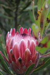 Protea × hybrida