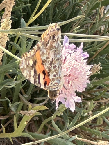 Painted Lady