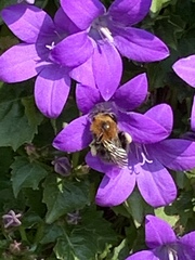 Bombus hypnorum