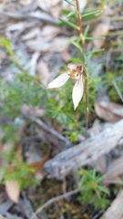 Eriochilus collinus