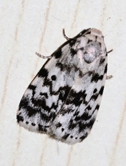 Aemene taprobanis