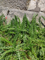 Achillea millefolium