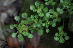 Pilea peploides major
