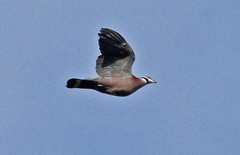 Collared Imperial-Pigeon photo 5