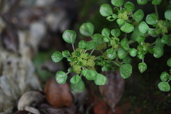 Pilea peploides major