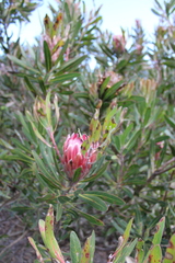 Protea × hybrida