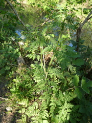 Apiaceae