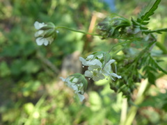 Apiaceae