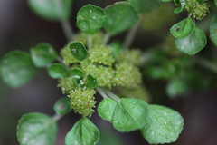 Pilea peploides major