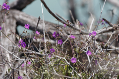 Commicarpus australis