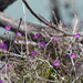 Commicarpus australis - Photo (c) Steve Dew, algunos derechos reservados (CC BY-NC), uploaded by Steve Dew