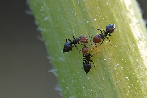 Mediterranean Acrobat Ant