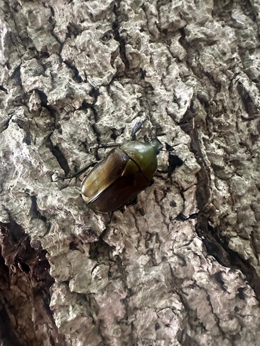 Japanese Drone Beetle