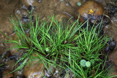 Juncus prismatocarpus leschenaultii