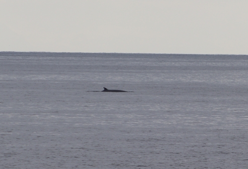 Minke whale