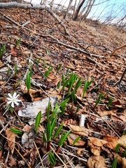 Allium ochotense