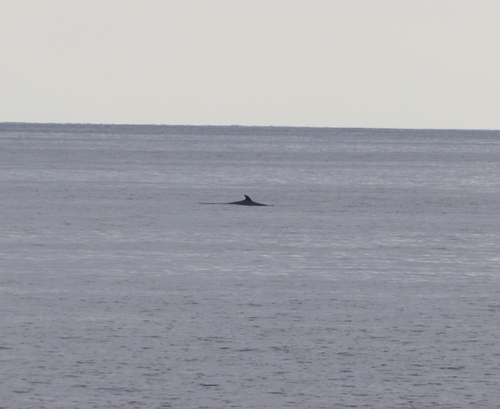 Minke whale