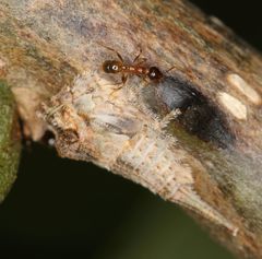 Centrotus