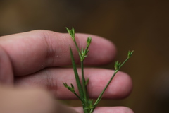 Juncus prismatocarpus leschenaultii