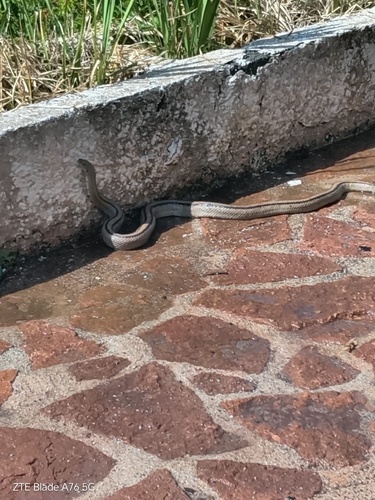Ladder Snake