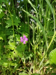 Geranium robertianum