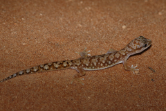 Lucasium alboguttatum