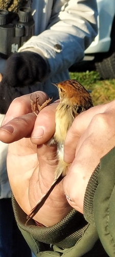Levaillant's Cisticola