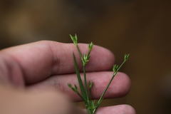 Juncus prismatocarpus leschenaultii