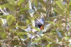 Leptocoma sperata