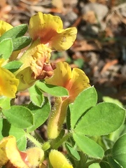 Chamaecytisus hirsutus