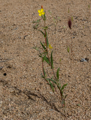 Camissoniopsis confusa