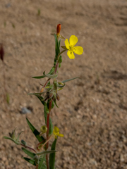 Camissoniopsis confusa