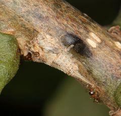 Centrotus