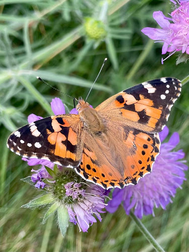 Painted Lady