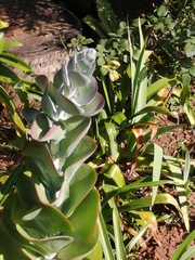 Kalanchoe thyrsiflora