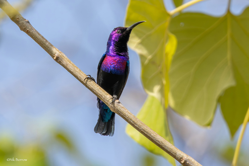 iNaturalist image