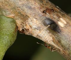 Centrotus